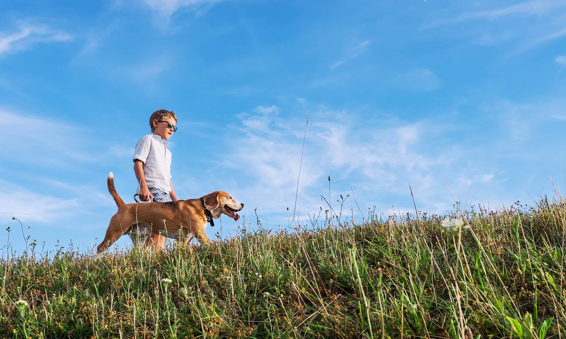 Boy with dog walk together on green hill