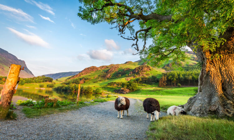 Curious sheeps